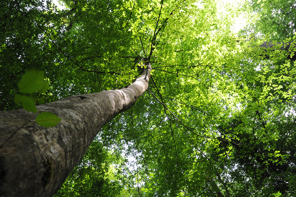 Fortes chaleurs, venez chercher l&rsquo;ombre à Zoodyssée !