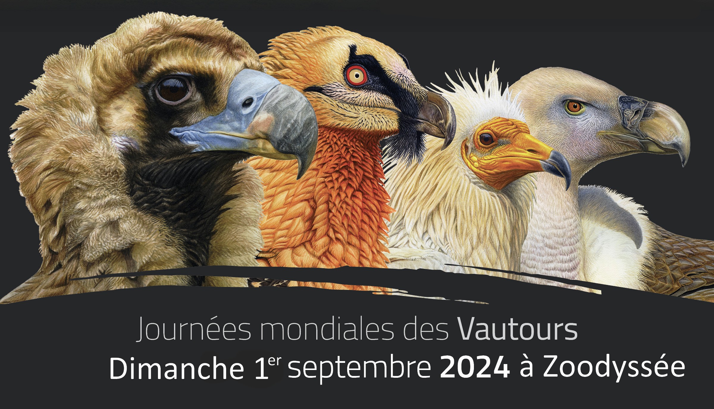 Journées mondiales des vautours,                         le dimanche 1er septembre à Zoodyssée.