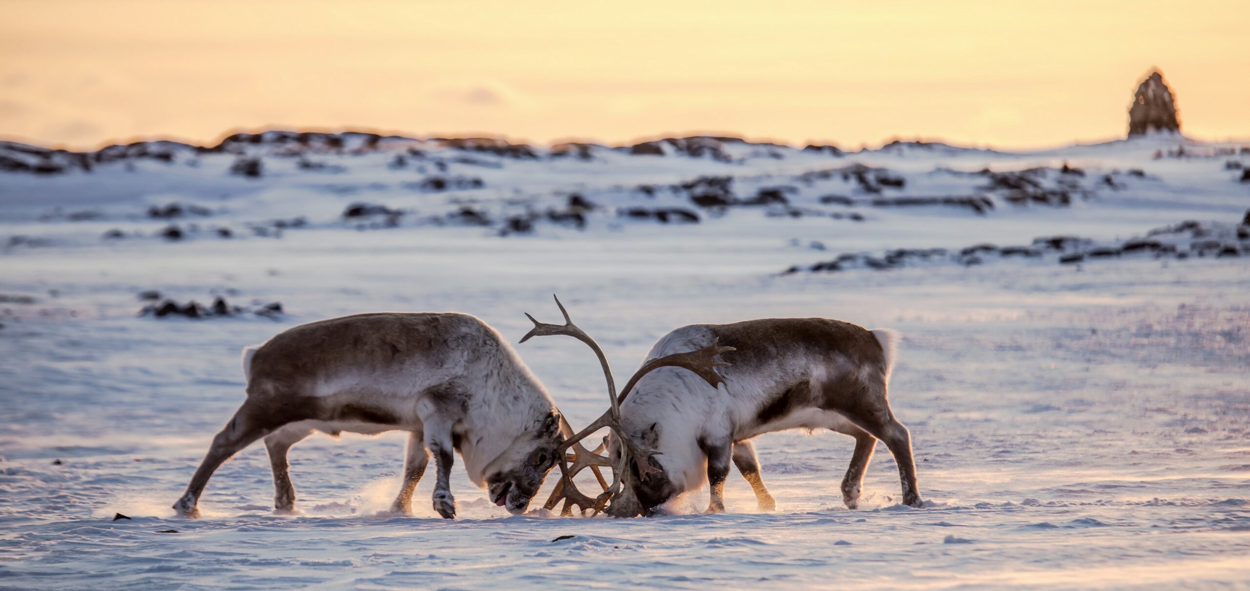 🍂 Fin de saison à Zoodyssée… mais l’aventure continue pour les scolaires !