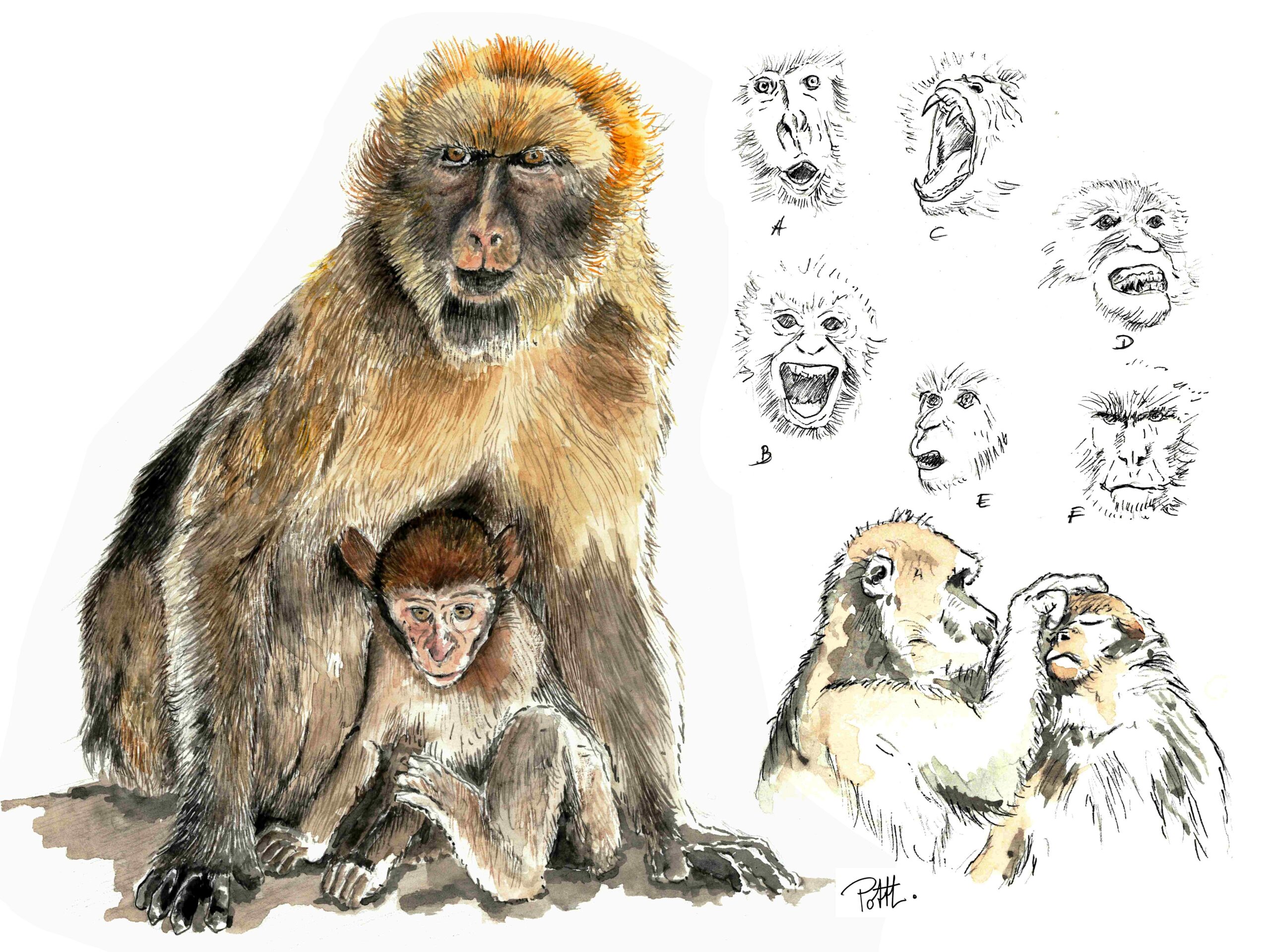 🐾 Atelier d’initiation à l’éthologie