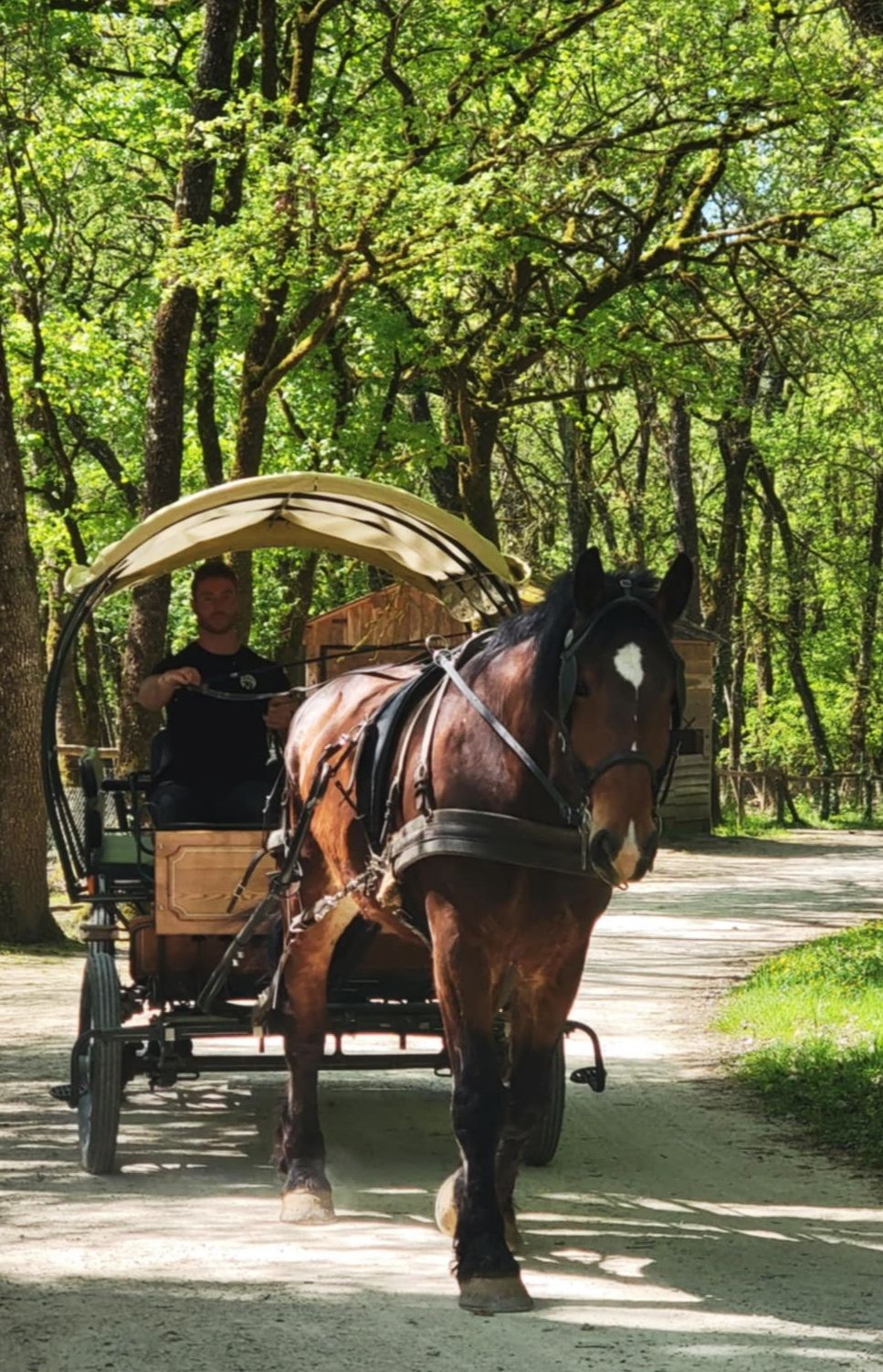 Embarquez pour une balade en calèche – pensez à réserver votre place !