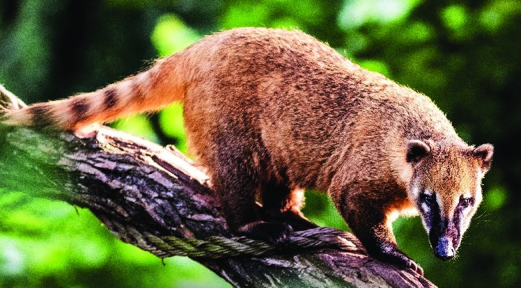 Une nouvelle espèce à rencontrer