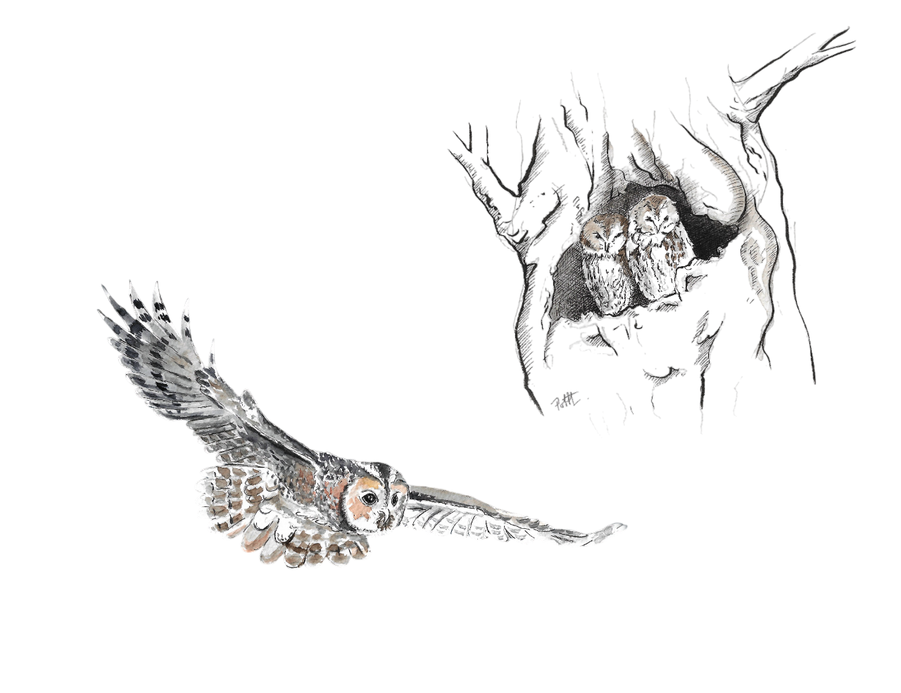 Animation contée “Le chœur de l’aube” ce dimanche 11 mai à Zoodyssée