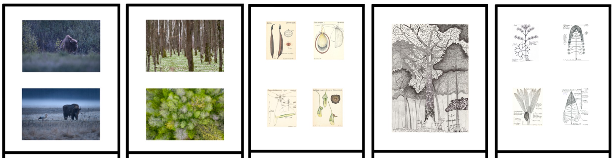 Exposition « Latitudes primordiales » du 24 mai au 03 octobre 2025 à Zoodyssée.