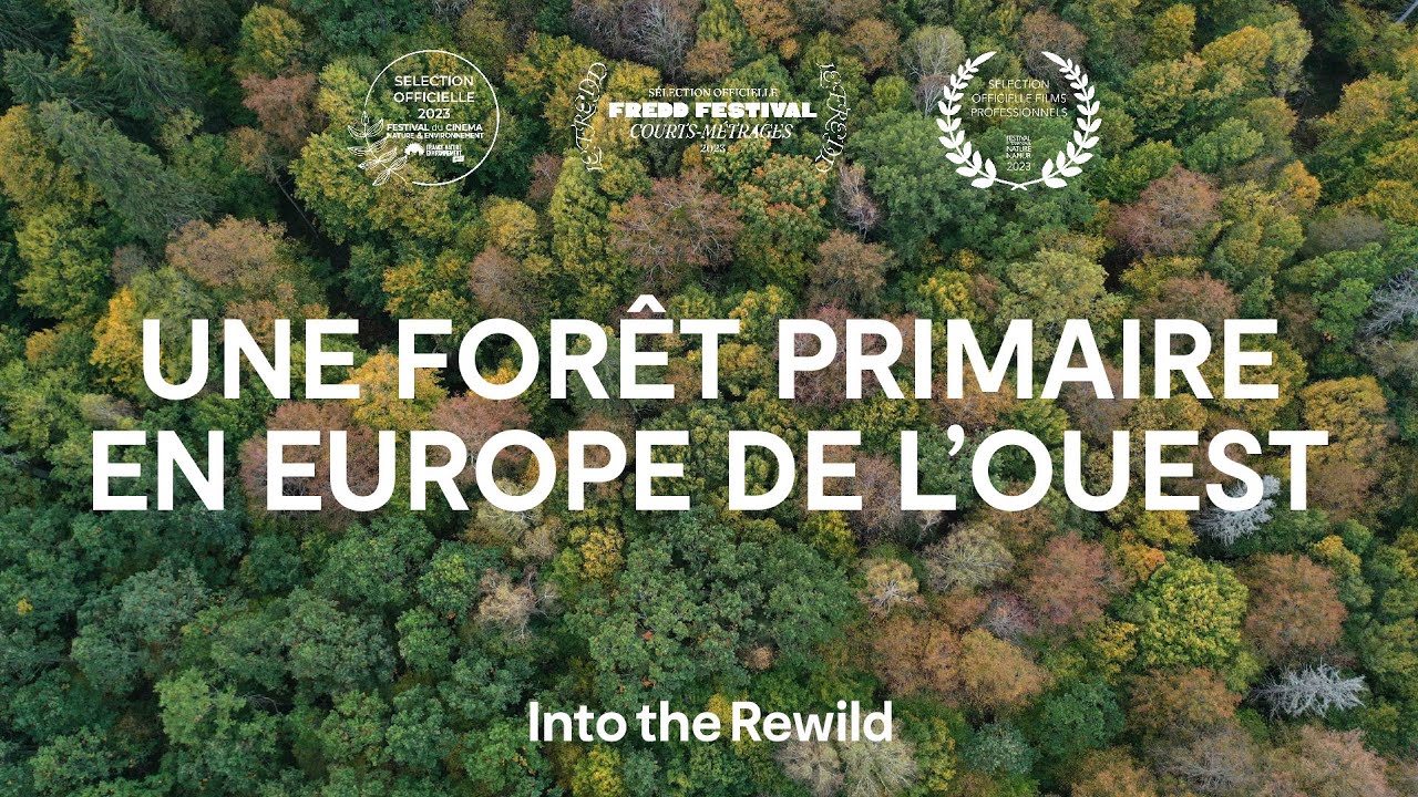 Projection du film « Une forêt primaire en Europe de l’Ouest – Into the rewild »