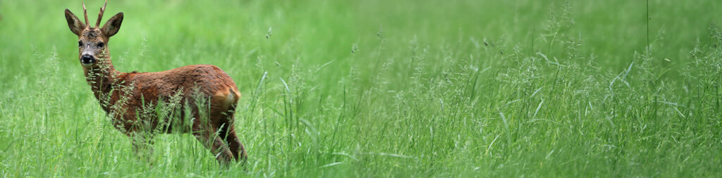 Rencontre avec les chevreuils