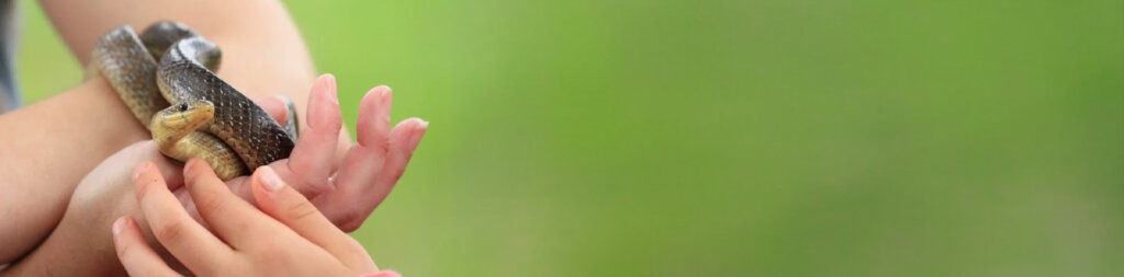 Rencontre avec les reptiles
