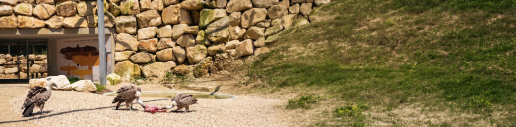 Rencontre avec les Vautours